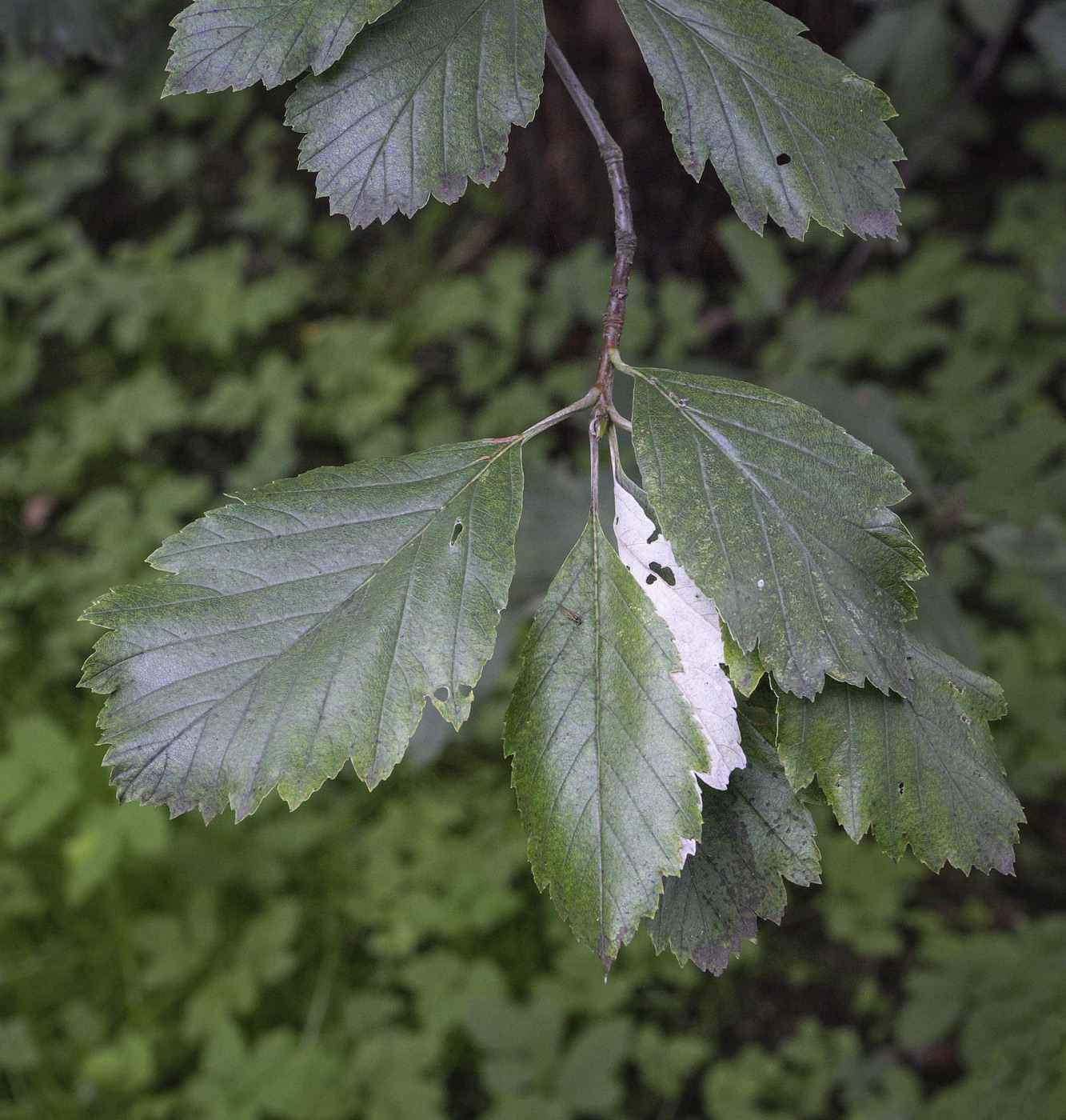 Изображение особи Sorbus takhtajanii.