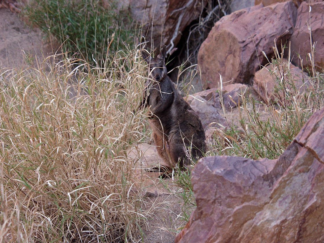 Image of genus Astrebla specimen.