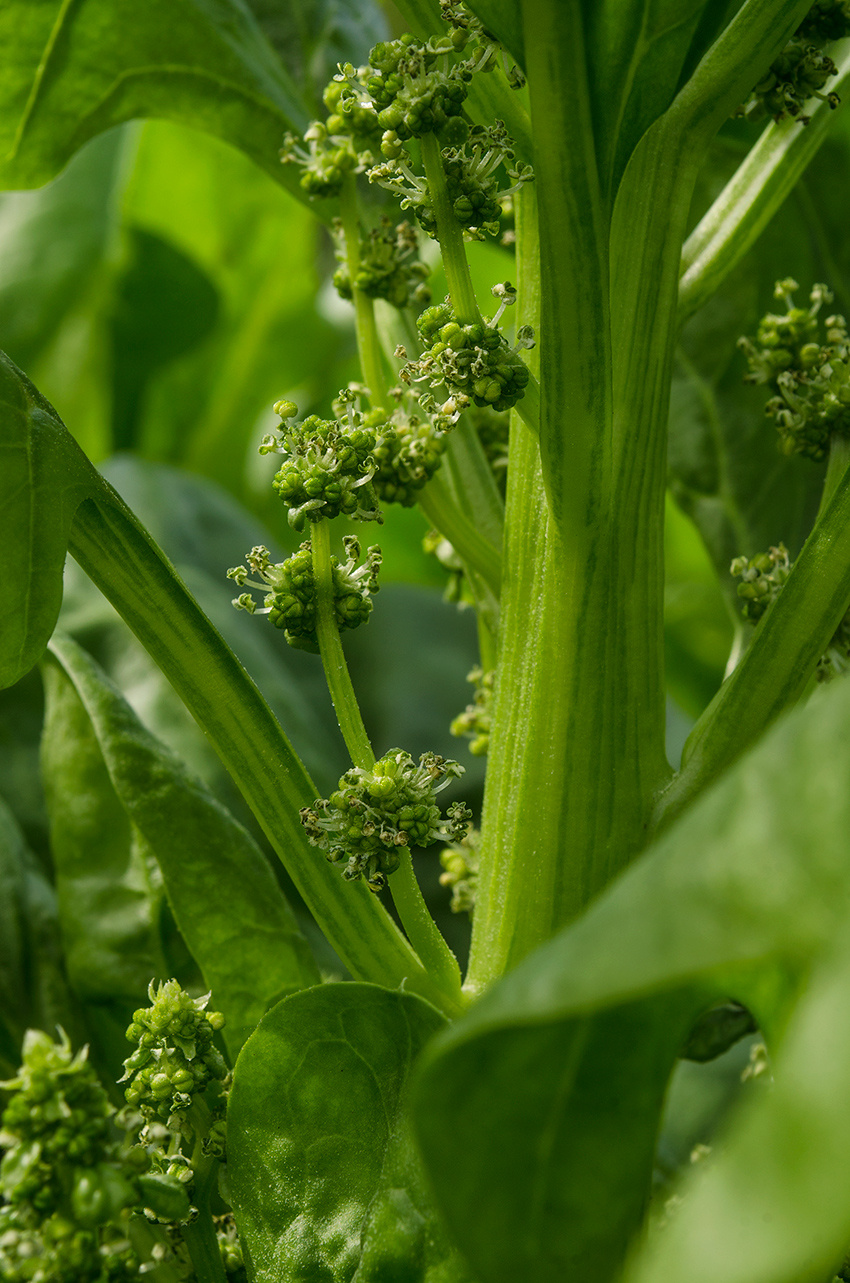 Изображение особи Spinacia oleracea.