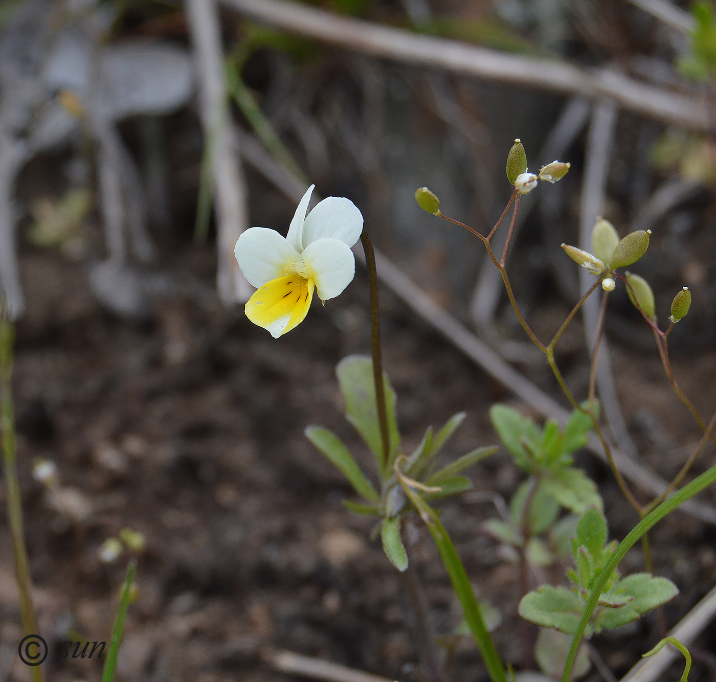 Image of genus Viola specimen.