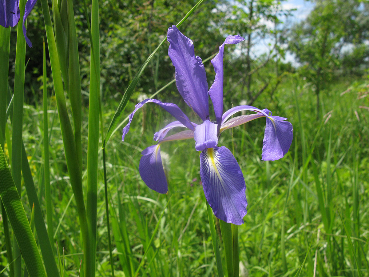 Iris notha