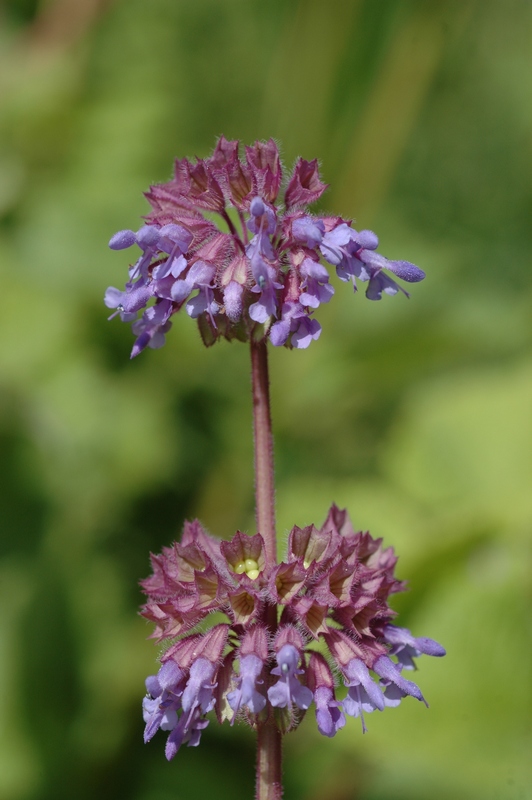 Изображение особи Salvia verticillata.