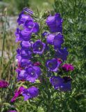 Campanula medium. Верхушка цветущего растения. Пермский край, Кунгурский р-н, окр. с. Филипповка, окр. горы Ледяная, клумба у входа в музей карста и спелеологии. 20.06.2021.