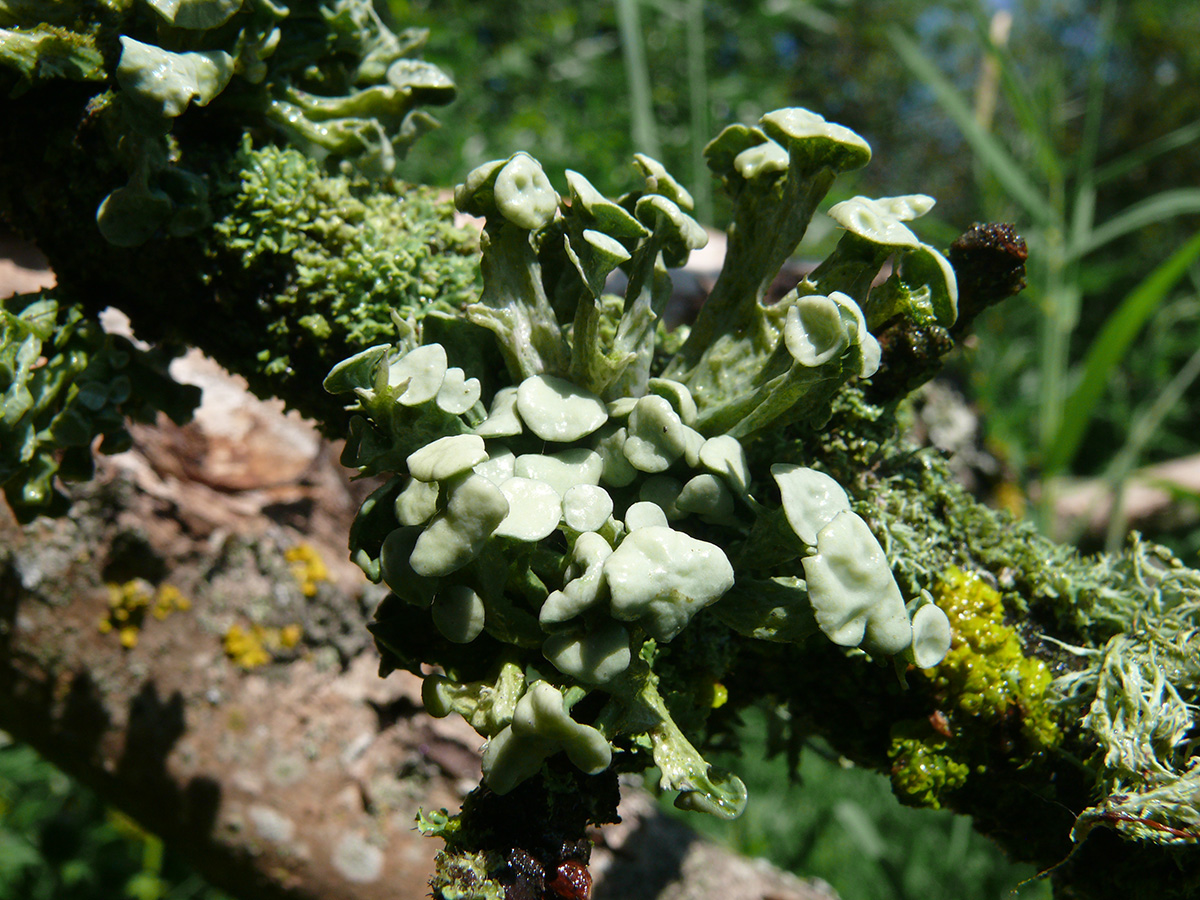 Изображение особи Ramalina fastigiata.