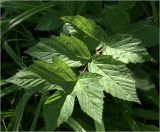 Filipendula ulmaria