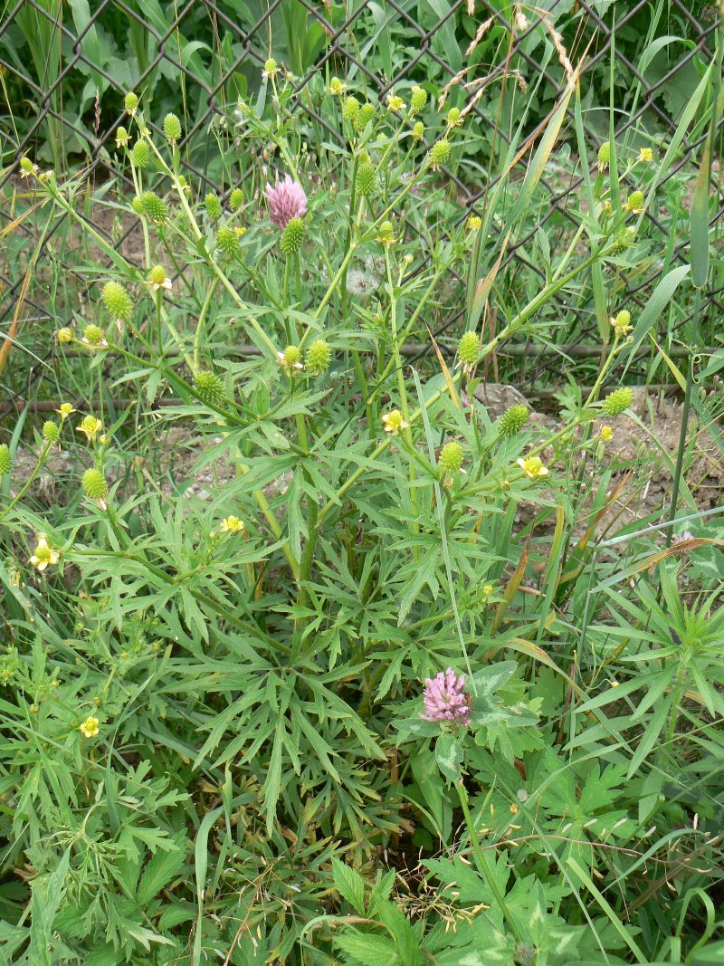 Image of Ranunculus acris specimen.