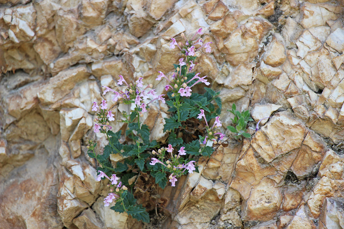 Изображение особи Nepeta subhastata.