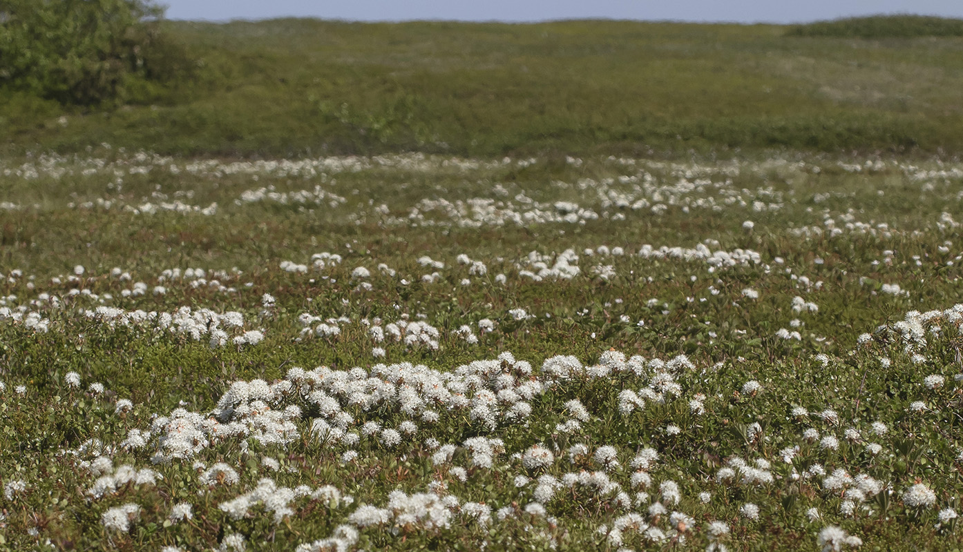 Image of Ledum palustre specimen.