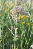 Valeriana salina