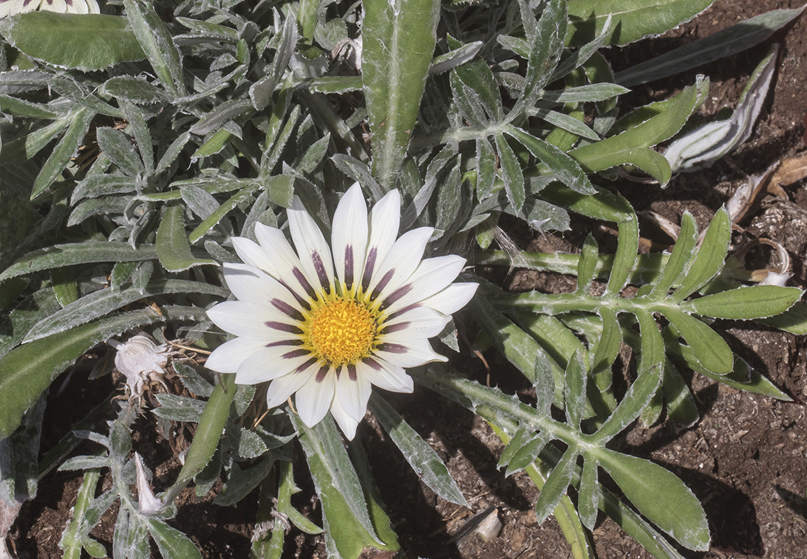 Изображение особи род Gazania.