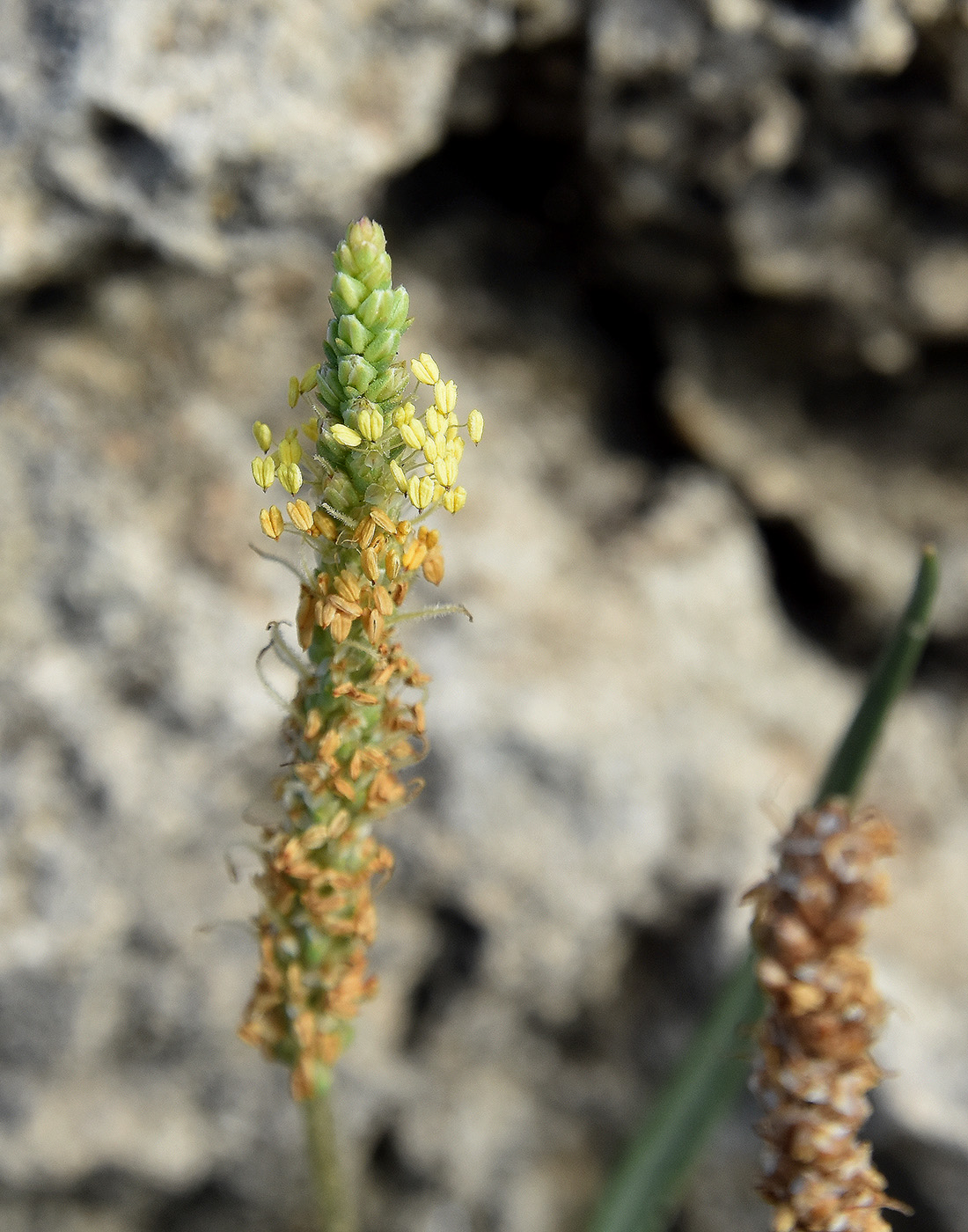 Image of Plantago salsa specimen.