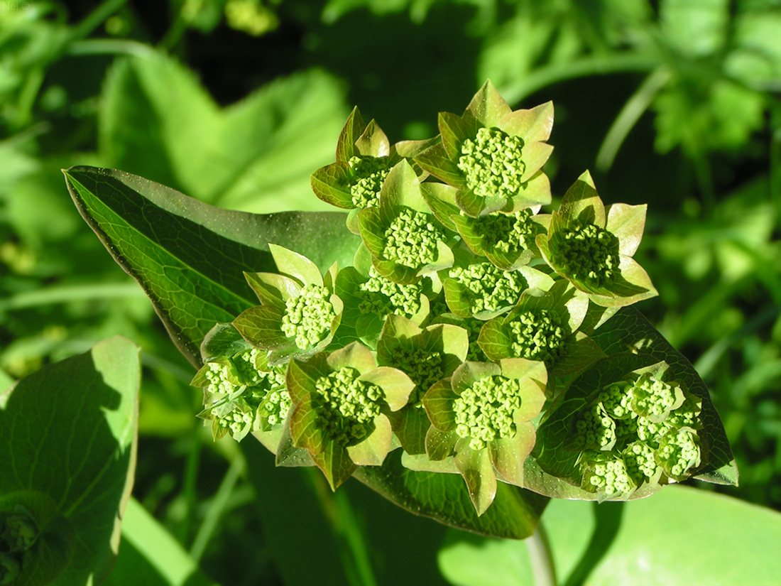 Image of Bupleurum longifolium ssp. aureum specimen.