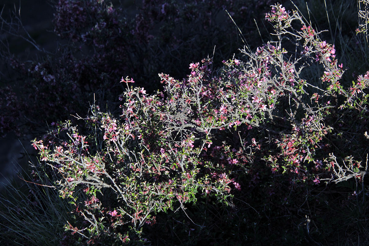 Image of Cerasus incana specimen.