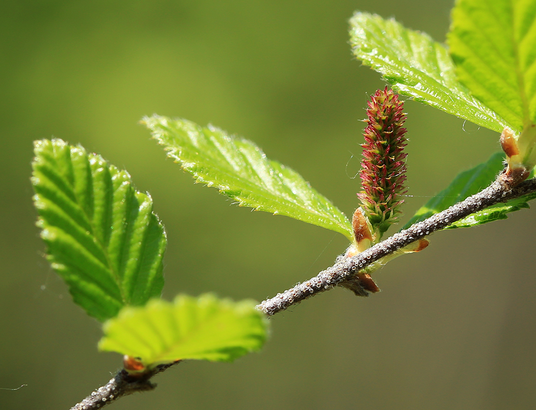 Изображение особи Betula ovalifolia.