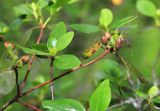 Rhododendron sichotense