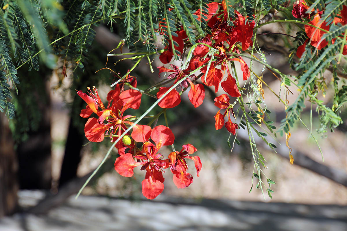 Изображение особи Caesalpinia pulcherrima.