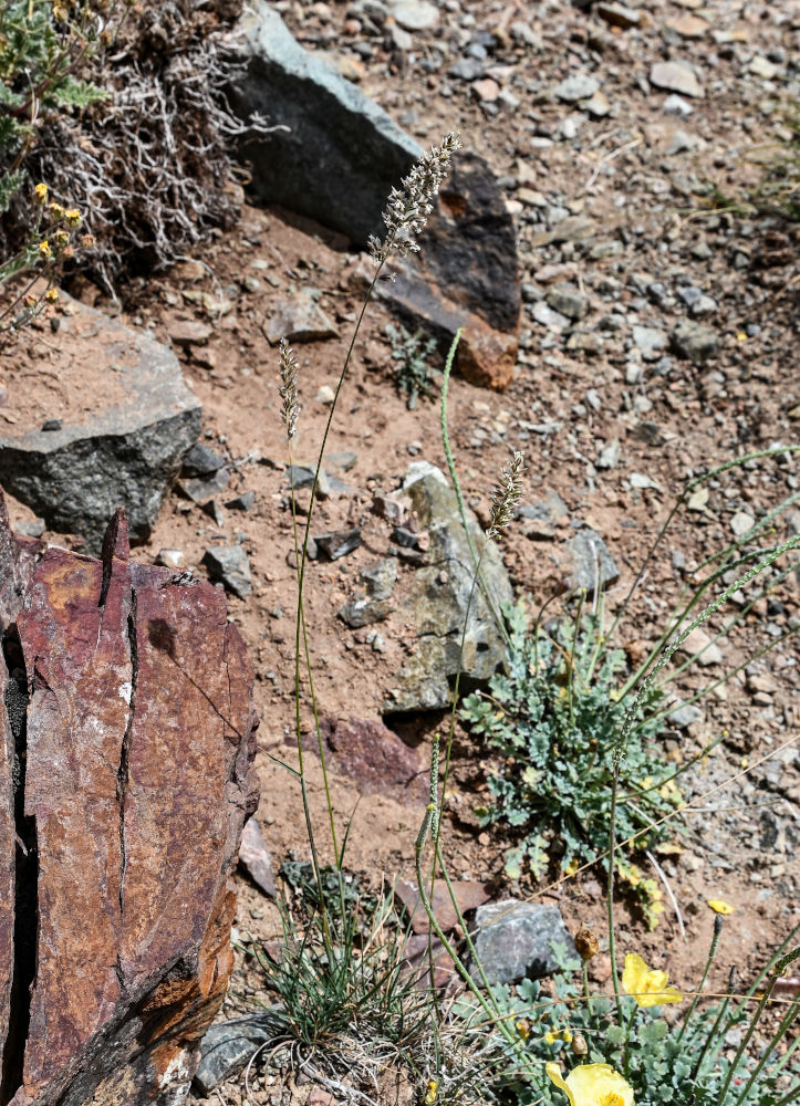 Image of familia Poaceae specimen.