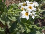 Argusia sibirica