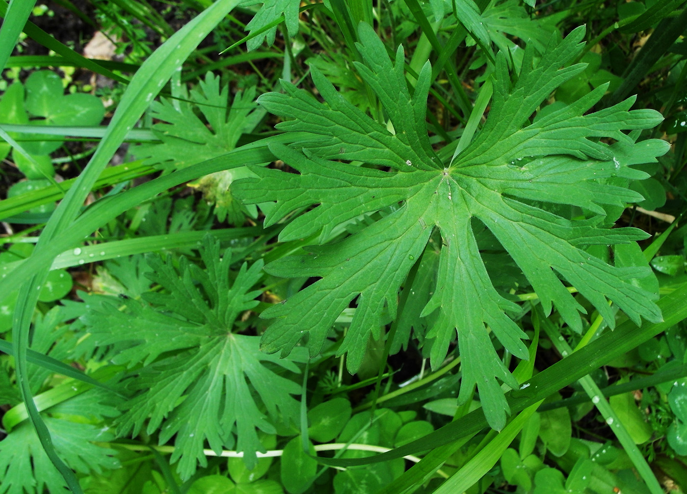 Изображение особи Geranium pratense.