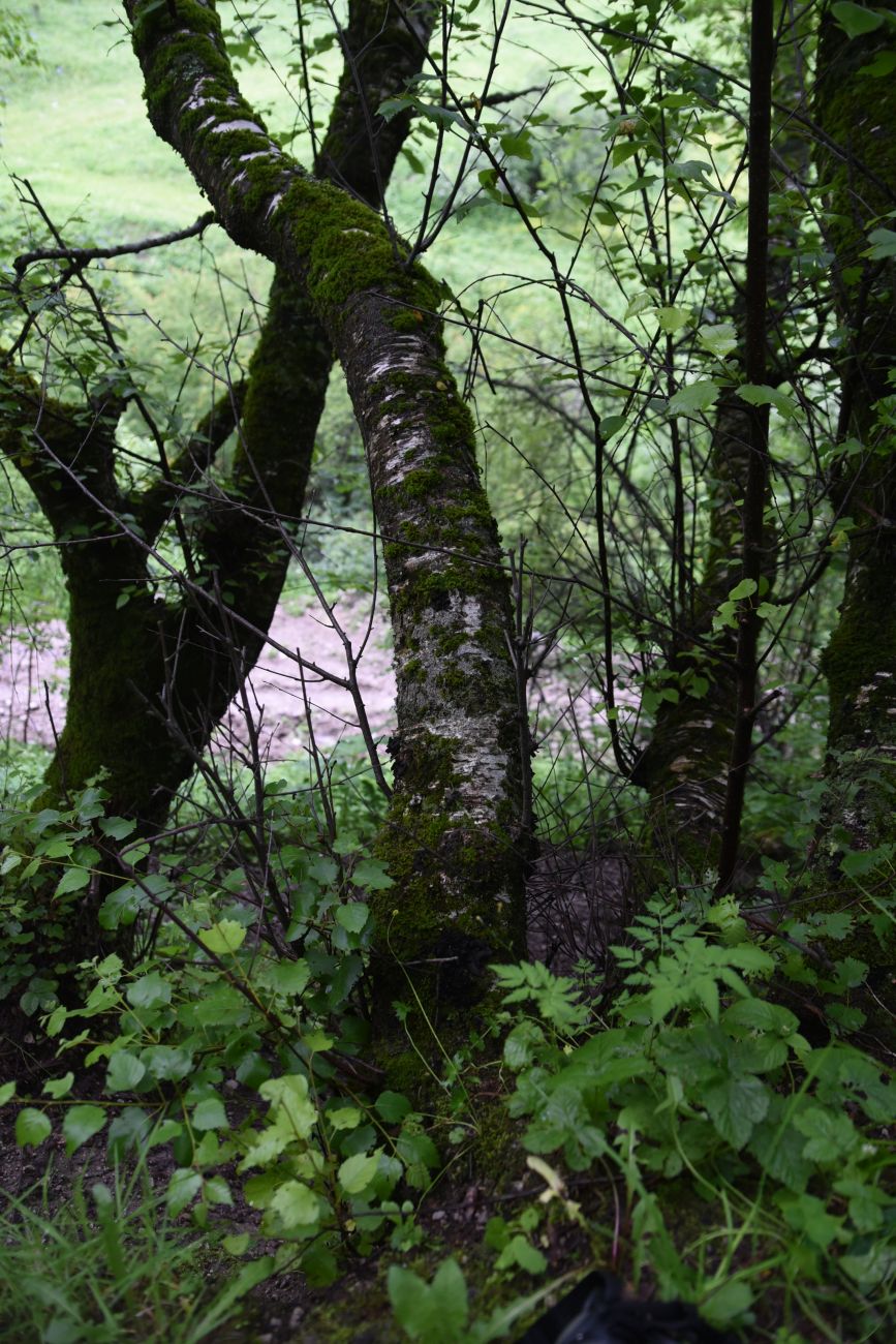 Image of genus Betula specimen.