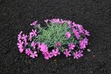 Смотреть изображение Dianthus repens