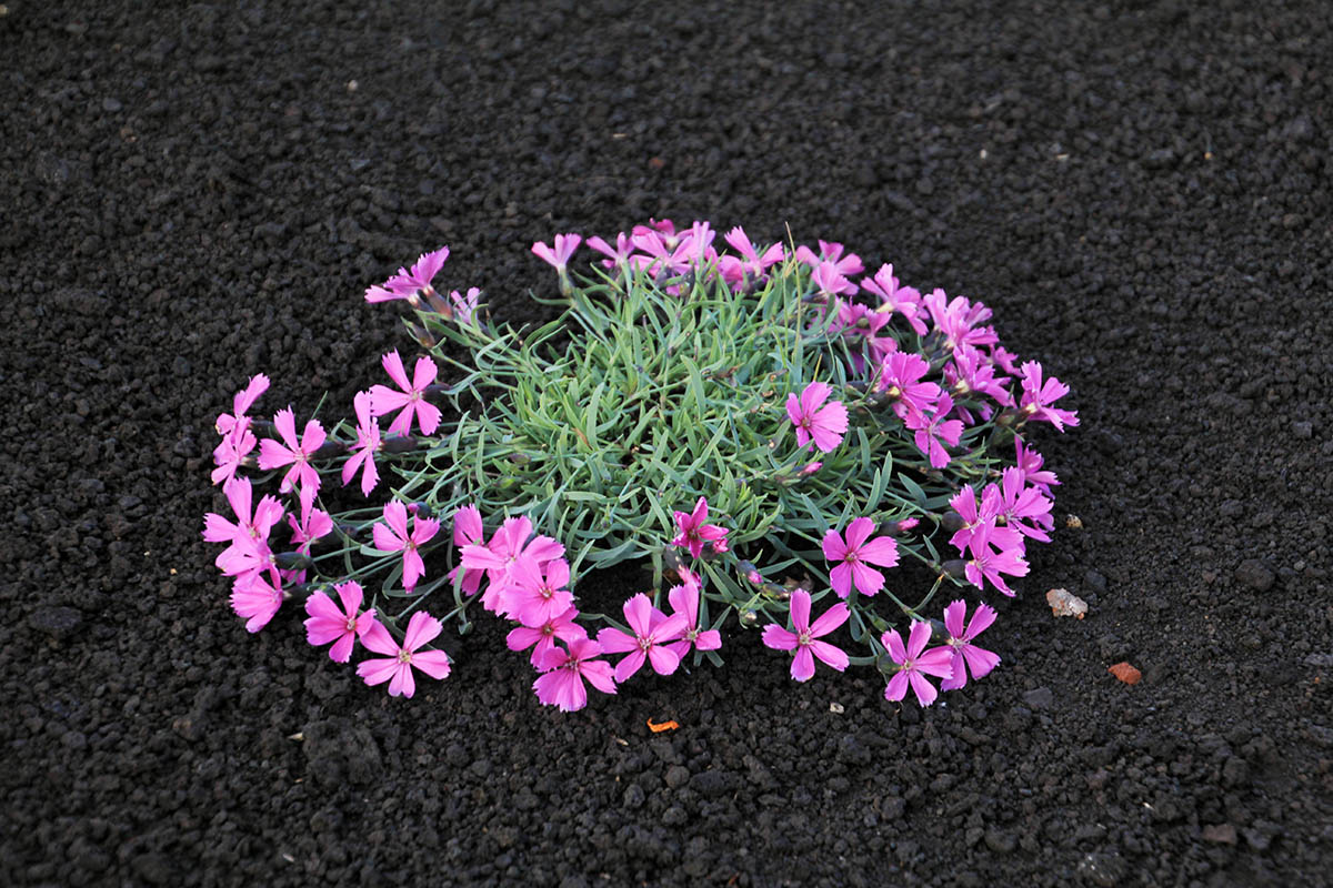 Изображение особи Dianthus repens.