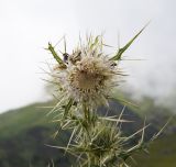 Cirsium echinus. Соцветие. Республика Ингушетия, Джейрахский р-н, рядом с альплагерем \"Кязи\", выс. 1980 м н.у.м, крутой склон обрыва. 23 июля 2022 г.