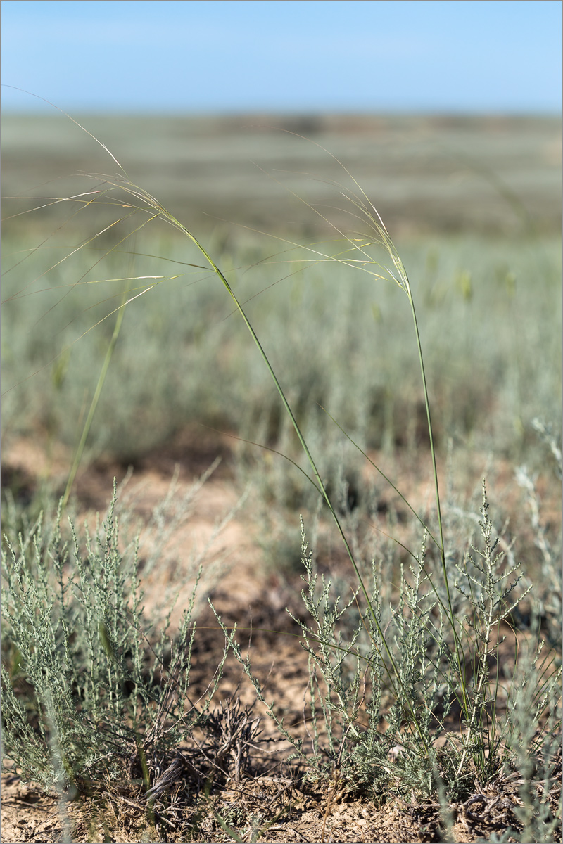 Изображение особи Stipa sareptana.