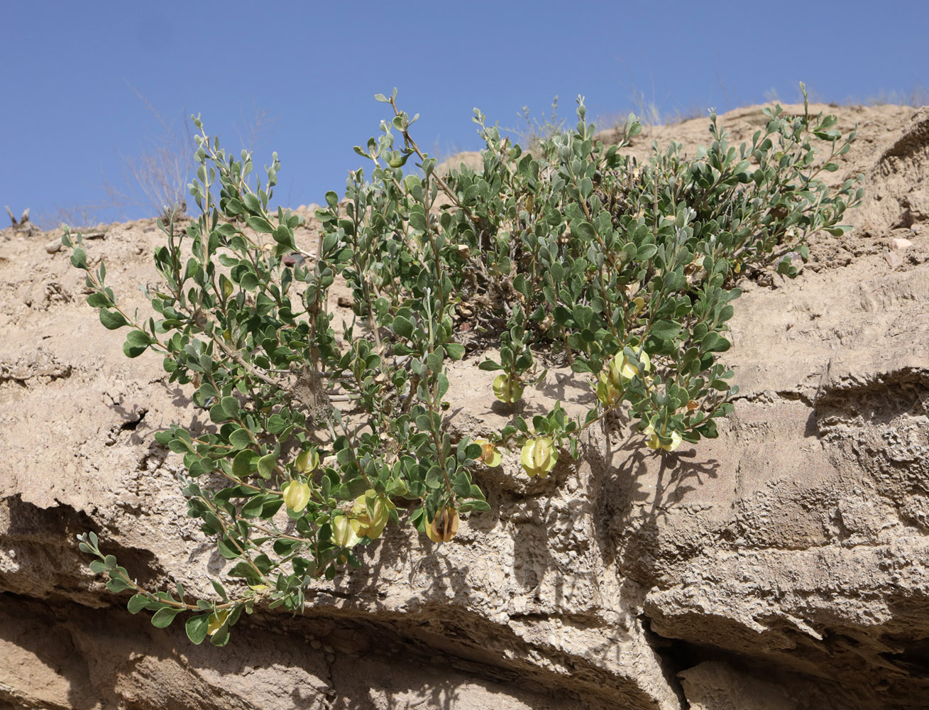 Image of Zygophyllum atriplicoides specimen.