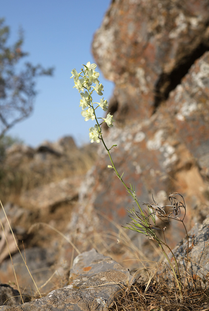 Image of Delphinium semibarbatum specimen.