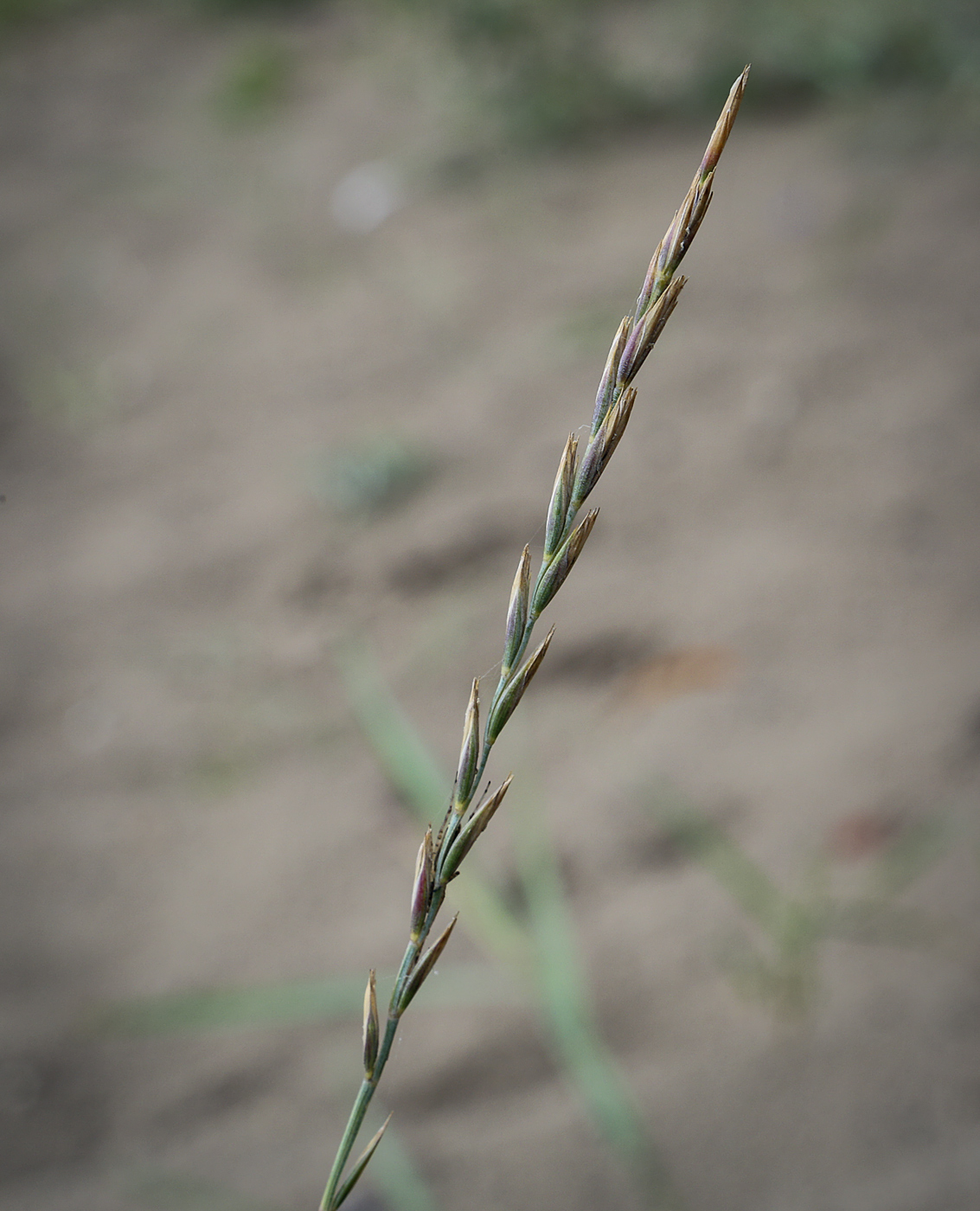 Image of Elytrigia repens specimen.