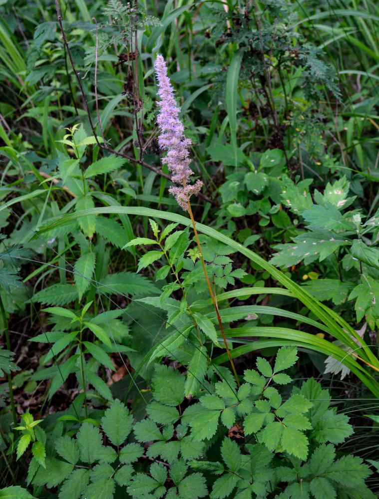 Изображение особи Astilbe chinensis.