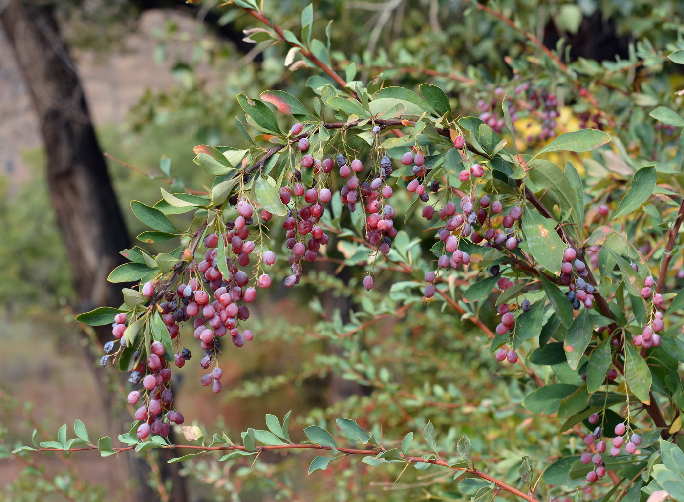 Image of Berberis nummularia specimen.