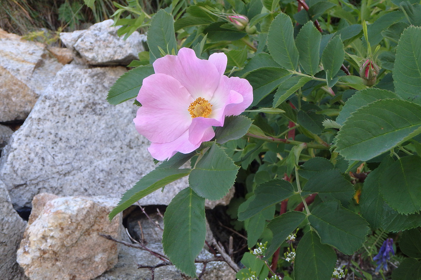 Image of genus Rosa specimen.