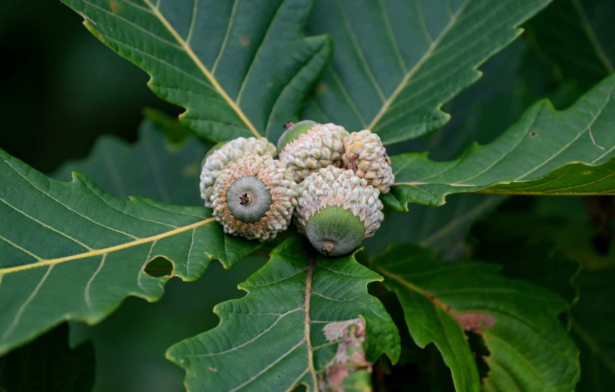 Изображение особи Quercus crispula.