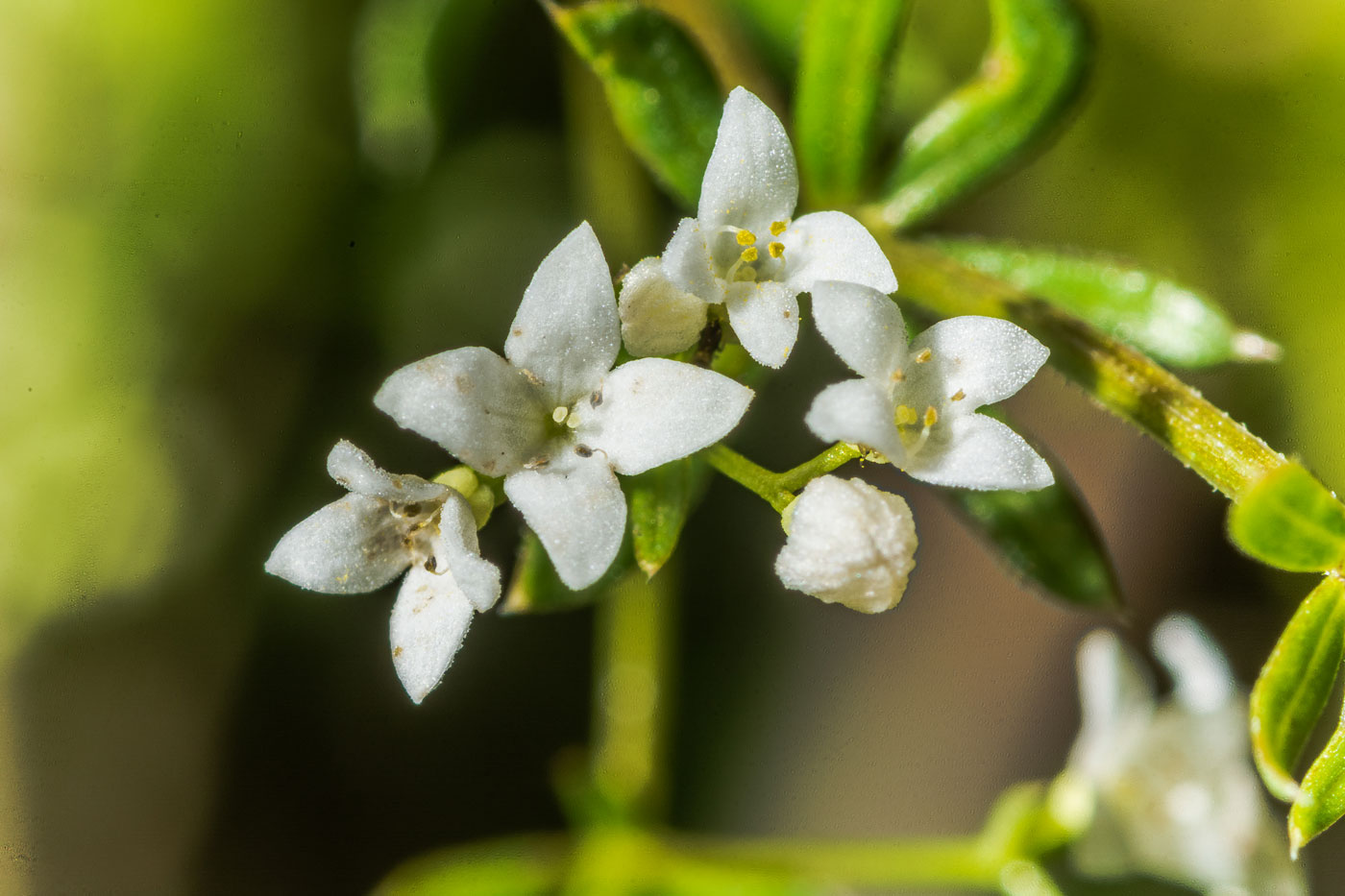 Изображение особи Galium intermedium.