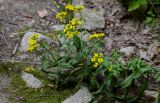 Erysimum aureum. Верхушка цветущего растения. Чечня, Шатойский р-н, Нихалойские водопады, каменистый склон. 26.07.2022.