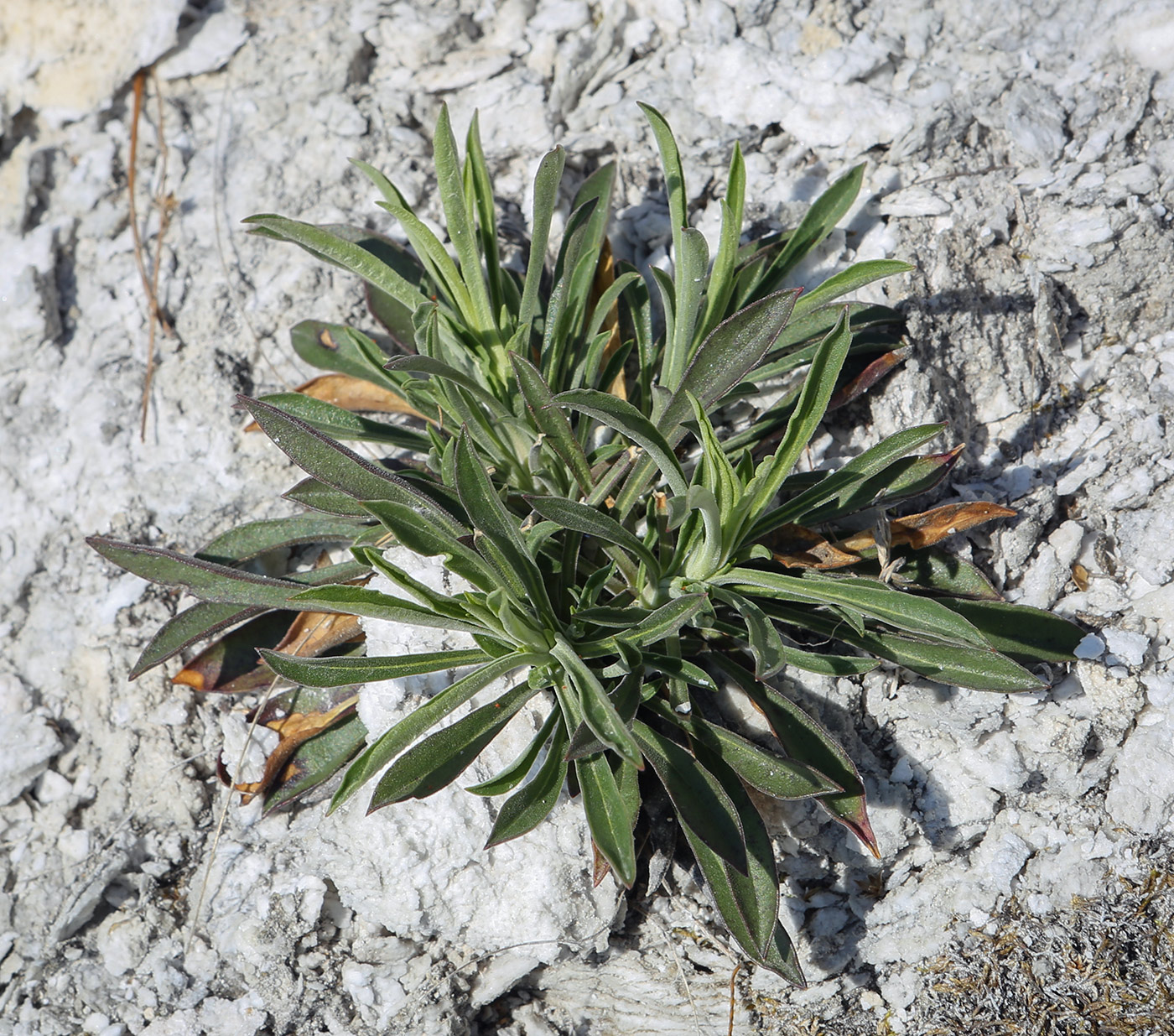 Image of Onosma simplicissima specimen.