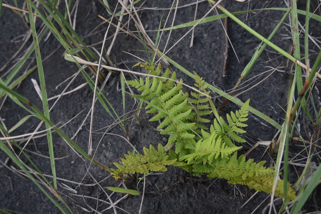 Image of Matteuccia struthiopteris specimen.