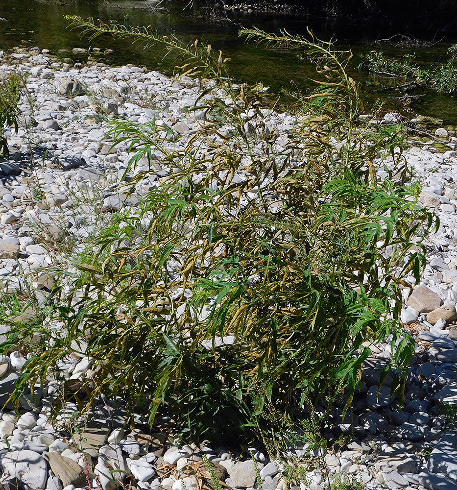 Image of Datisca cannabina specimen.