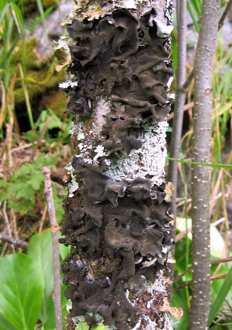 Image of Leptogium asiaticum specimen.