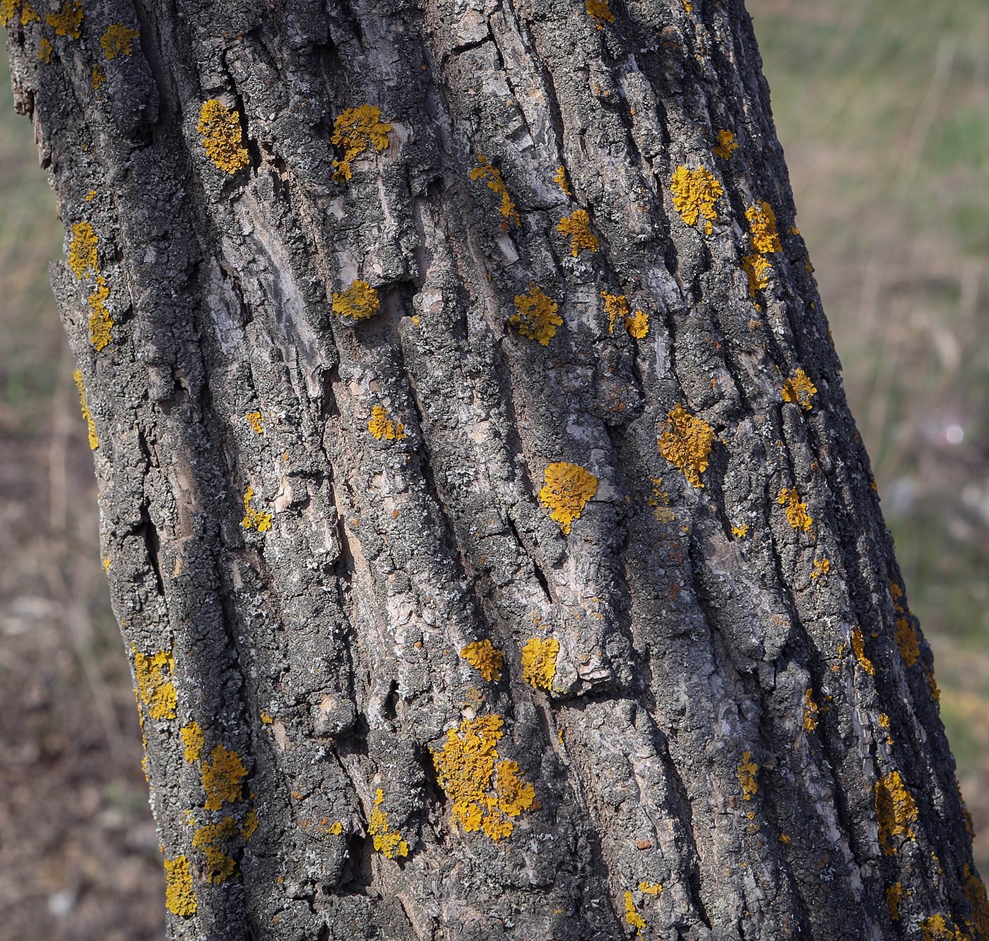 Изображение особи Fraxinus excelsior.