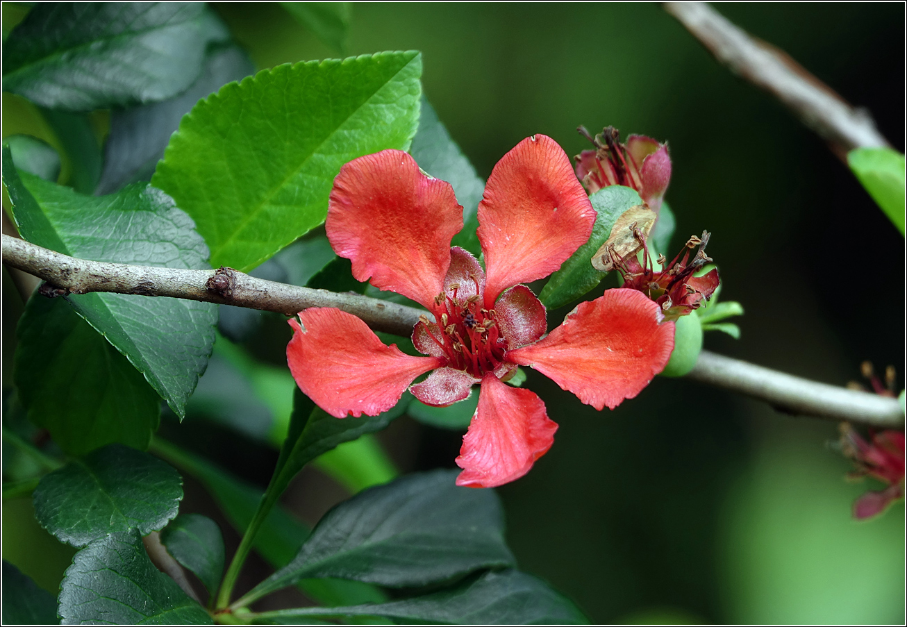 Image of Chaenomeles japonica specimen.