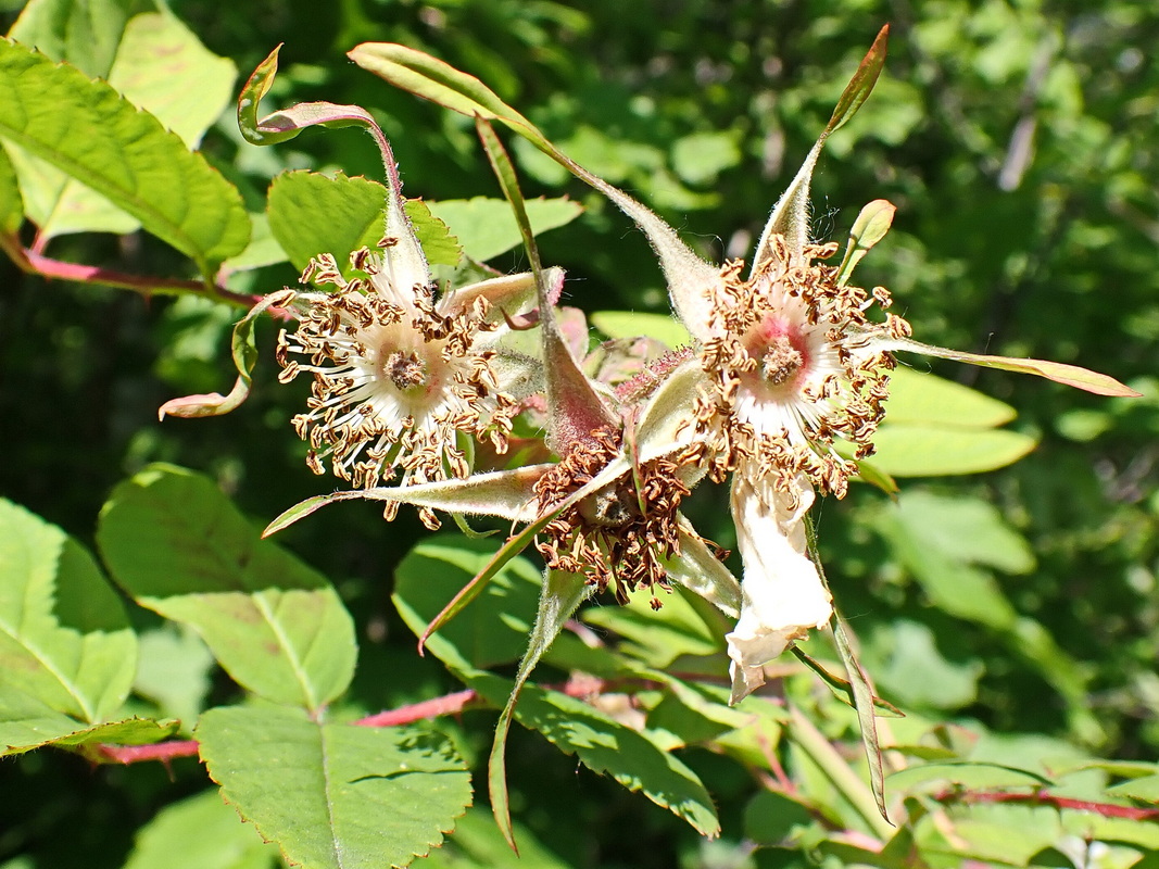 Image of Rosa acicularis specimen.