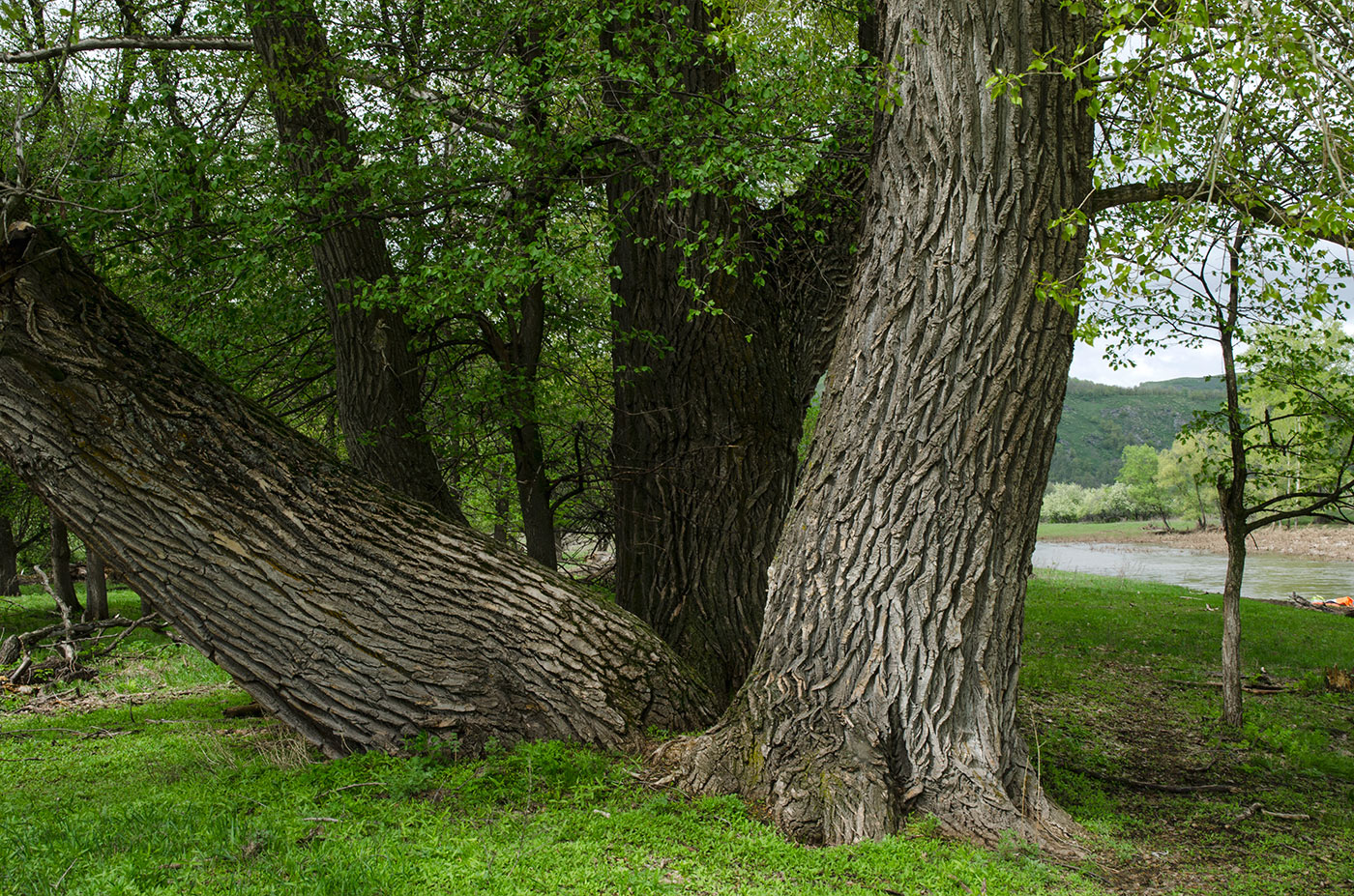 Image of Populus nigra specimen.