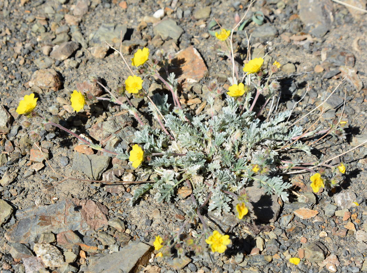 Image of Potentilla pamiroalaica specimen.