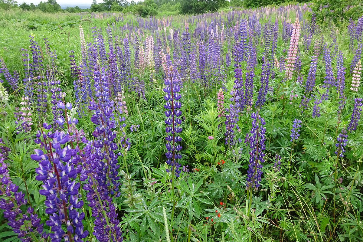 Изображение особи Lupinus nootkatensis.