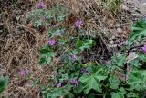 Malva sylvestris