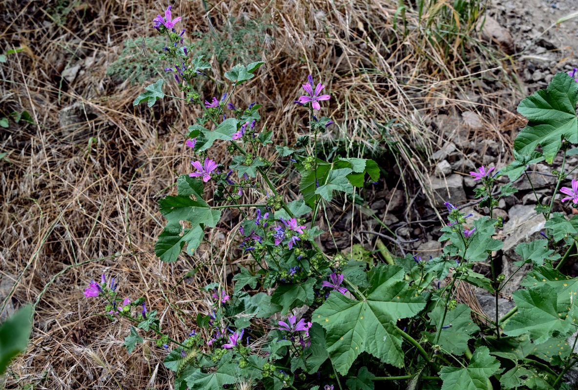 Image of Malva sylvestris specimen.