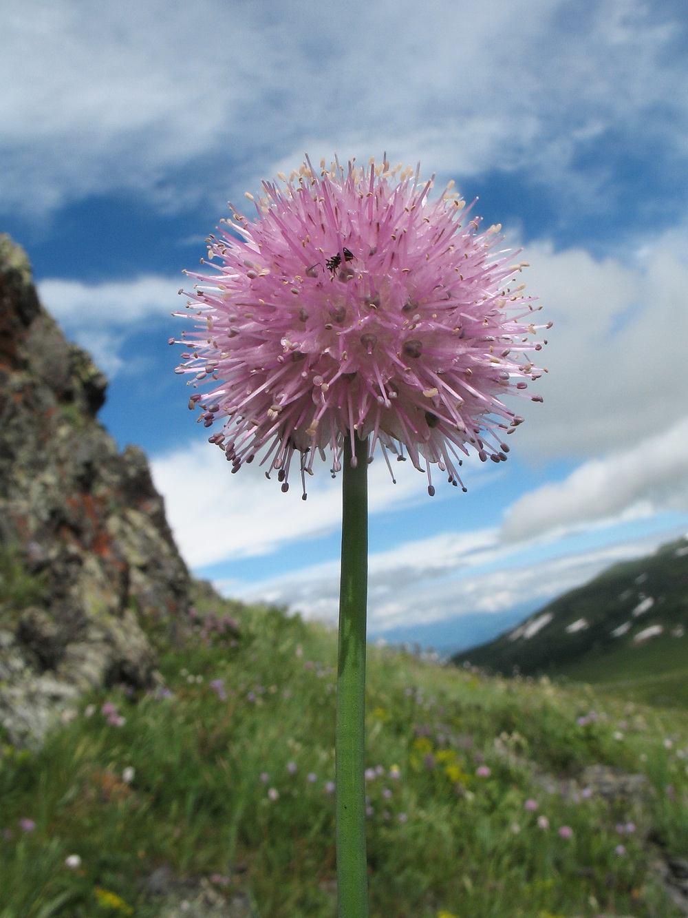 Image of Allium lineare specimen.